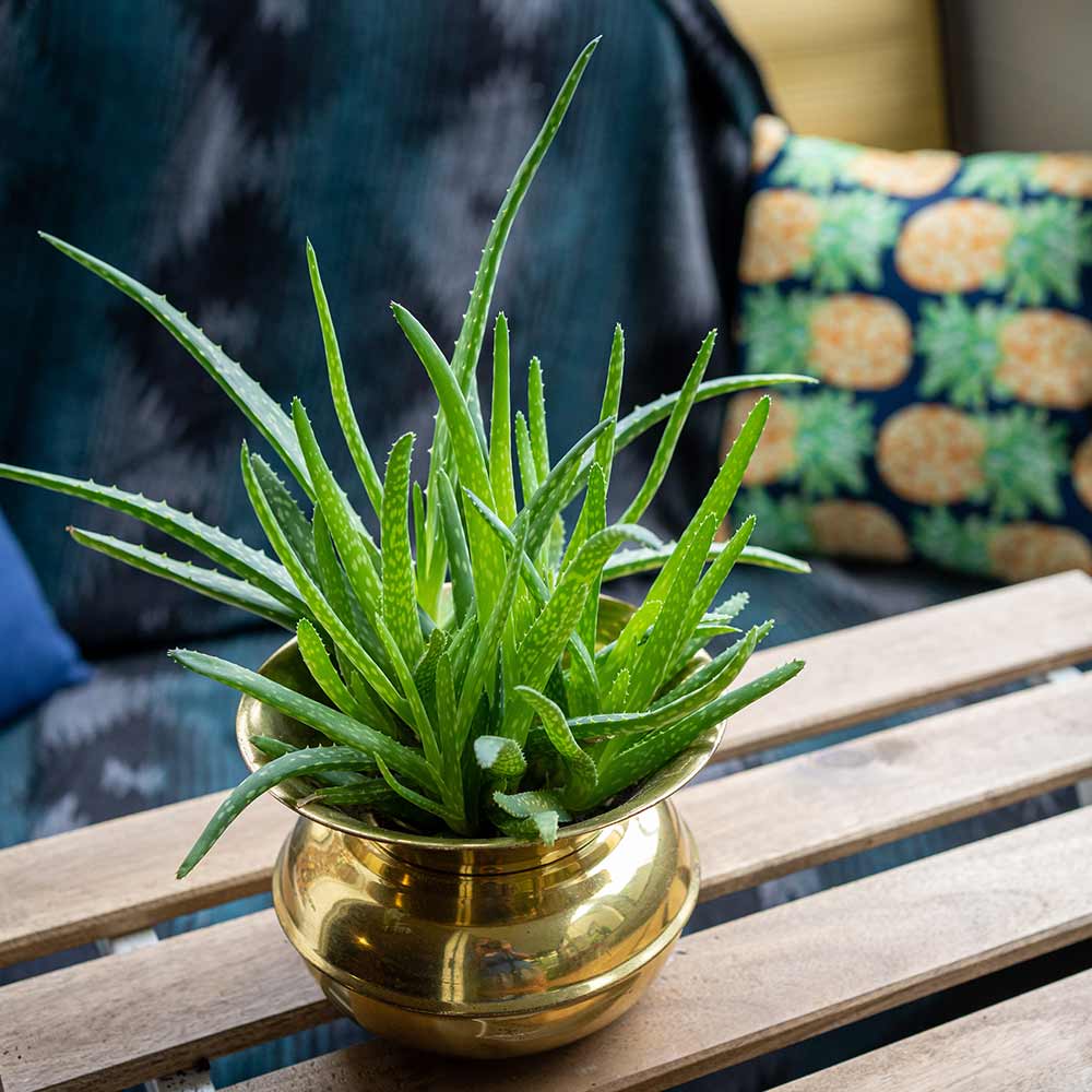 Aloe vera universal plant - Beautiful Homes