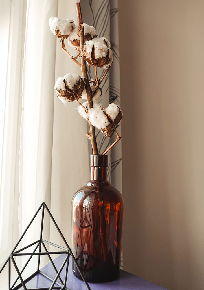 Best vastu plants for home - Beautiful Homes