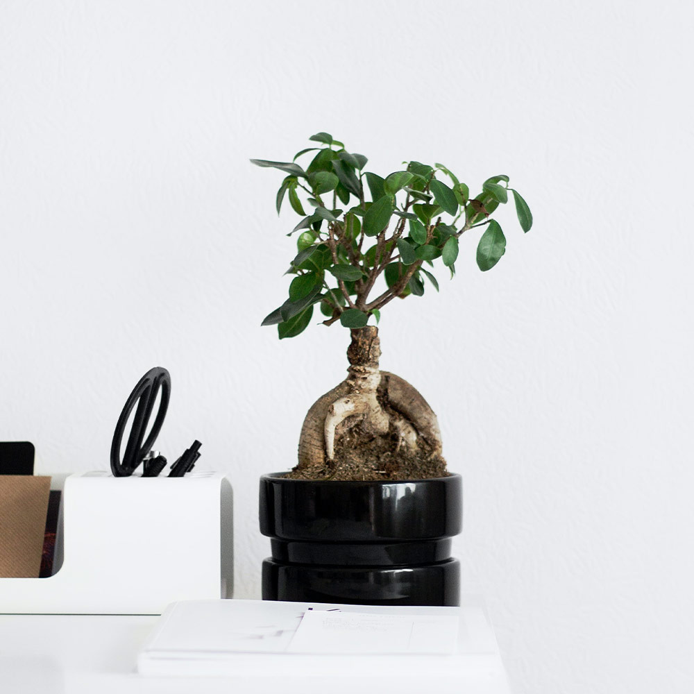 Bonsai plant for open space - Beautiful Homes