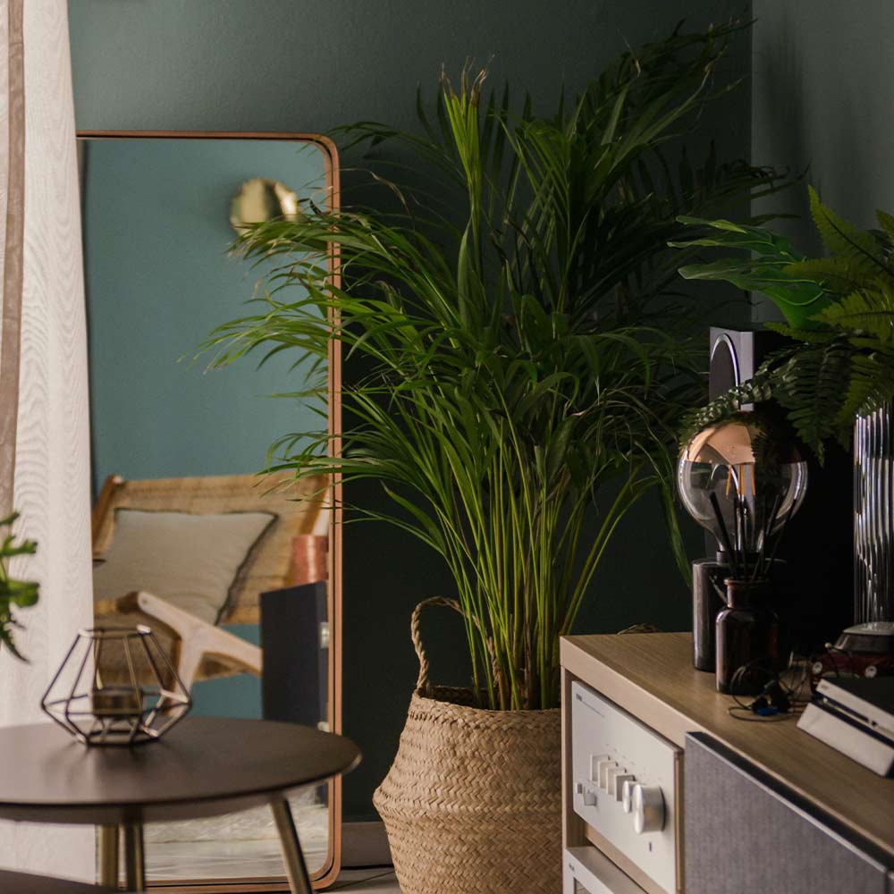 Indoor plant for living room as per vastu - Beautiful Homes