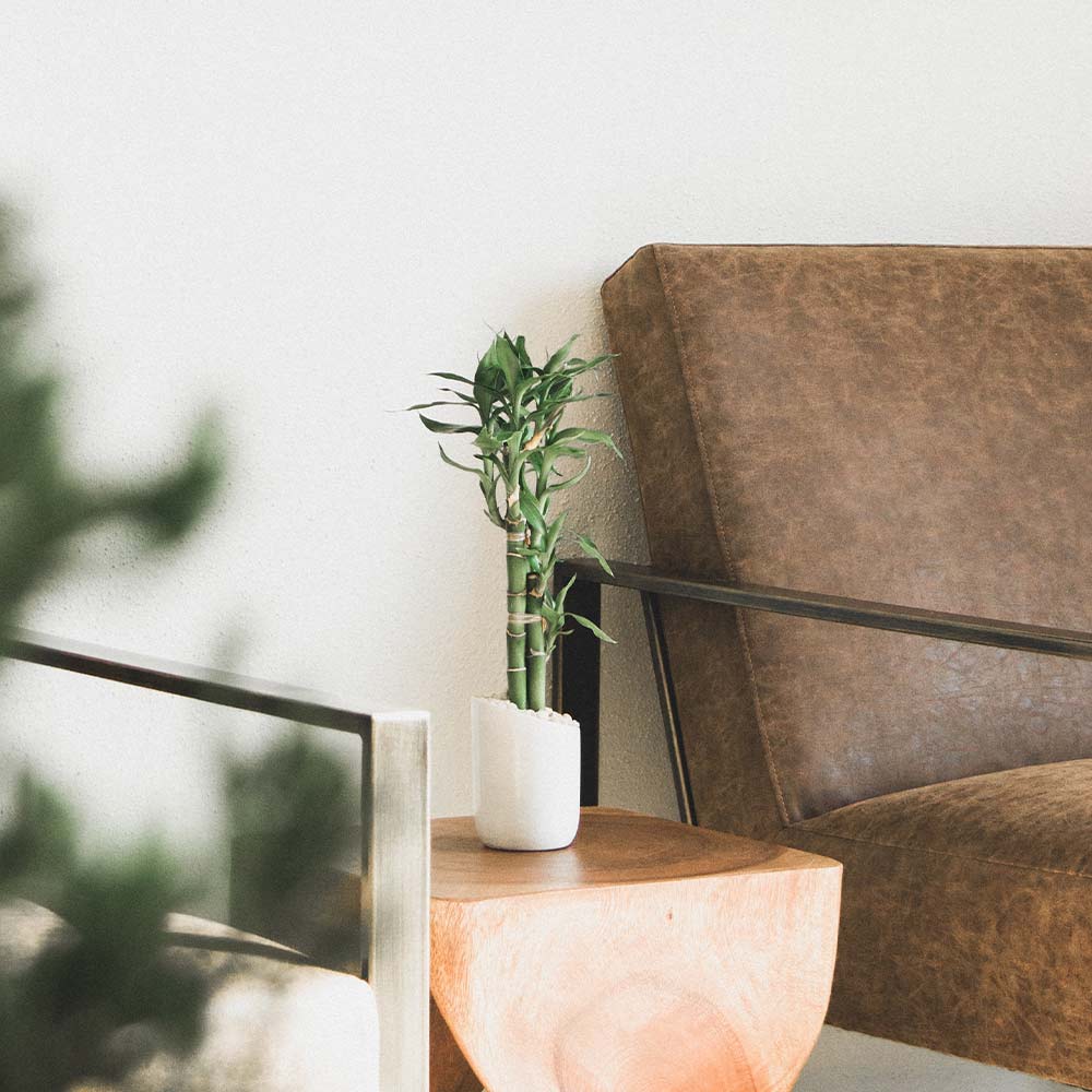 Lucky bamboo plant vastu for side table - Beautiful Homes