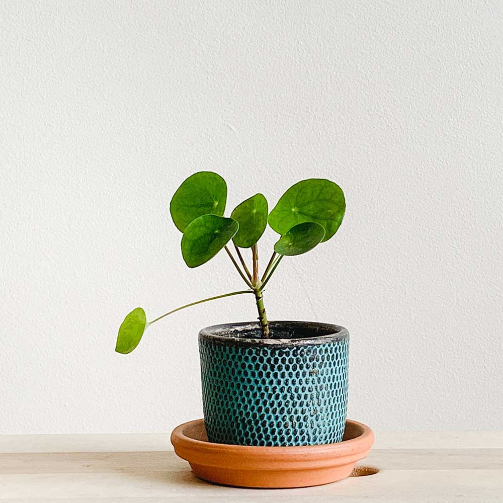 Money plant position as per vastu - Beautiful Homes