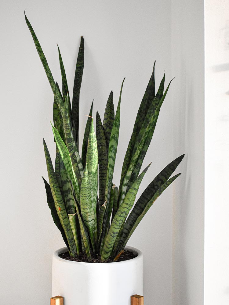 Snake plant indoor according to vastu -  Beautiful Homes