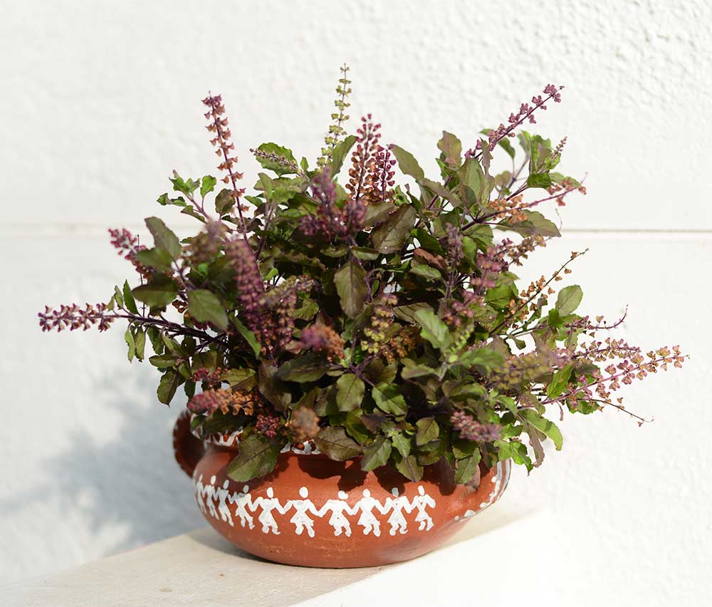 Tulsi plant vastu direction - Beautiful Homes