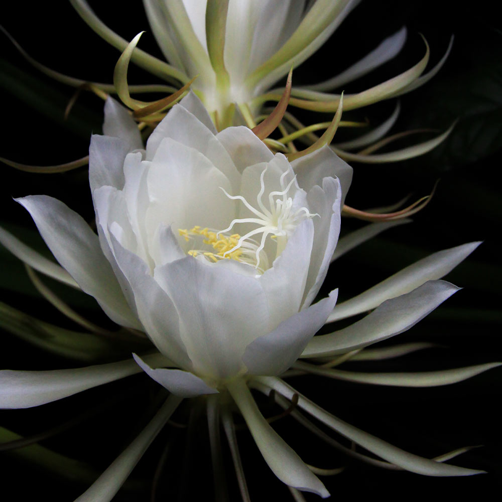 Vastu indoor plants for home - Beautiful Homes