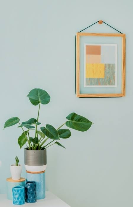 Big leaves money plant in the home for home décor - Beautiful Homes