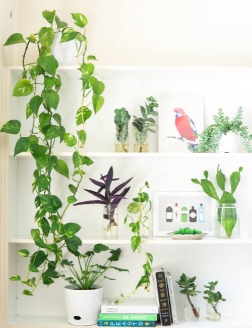 Money plant as a décor element in the home - Beautiful Homes