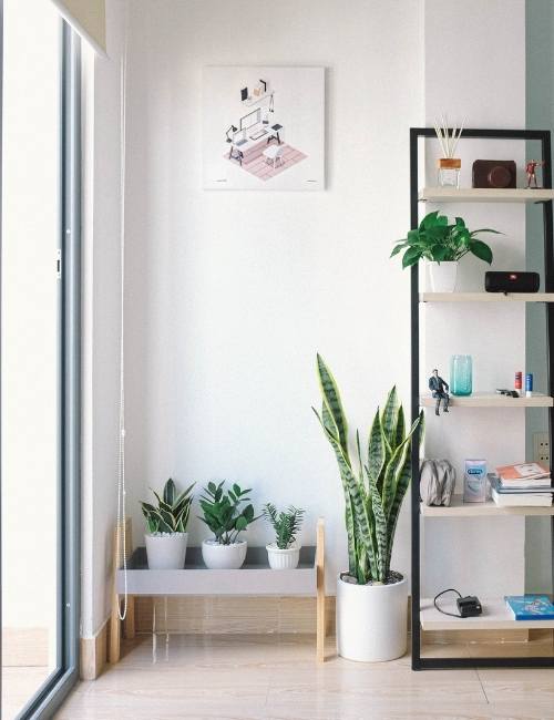Money plant paired with other indoor plants in the room - Beautiful Homes