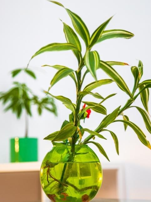 Bamboo plant for home décor - Beautiful Homes