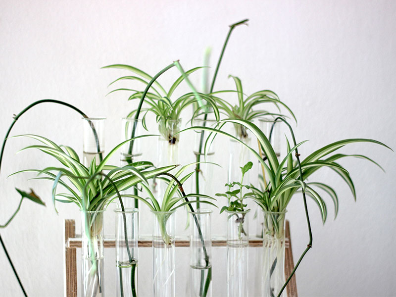 Hanging plants glass with money plant - Beautiful Homes Hanging plants glass with money plant - Beautiful Homes