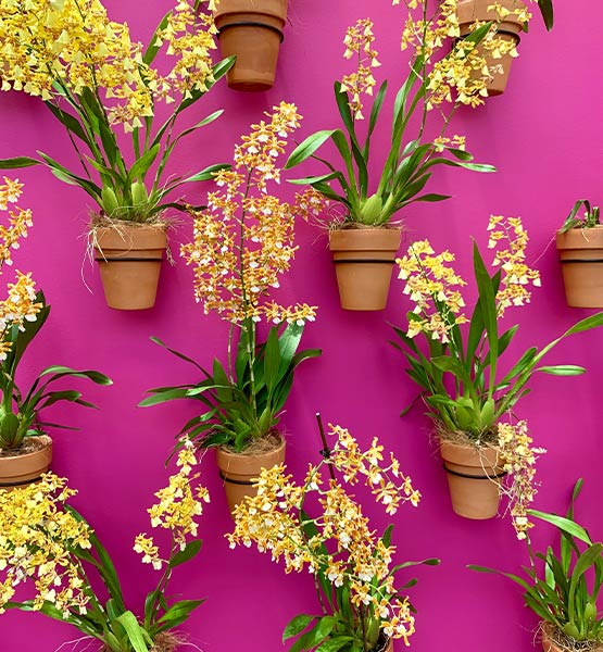 Hanging terrariums with unusual hanging basket ideas - Beautiful Homes Hanging terrariums with unusual hanging basket ideas - Beautiful Homes