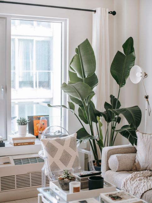 Place plants in the corner of your house for décor - Beautiful Homes