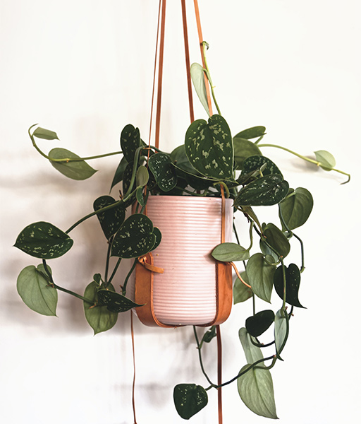 Artificial plants with pots – Beautiful Homes
