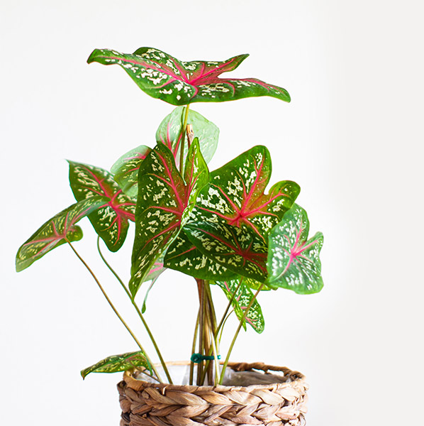 Elegant balcony plant ideas - Beautiful Homes