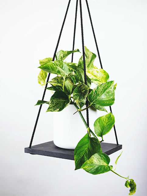 Fragrant balcony plant decoration – Beautiful Homes