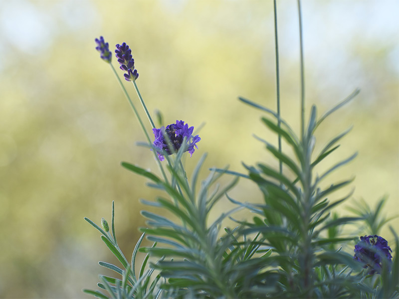Charming balcony flower decoration idea - Beautiful Homes