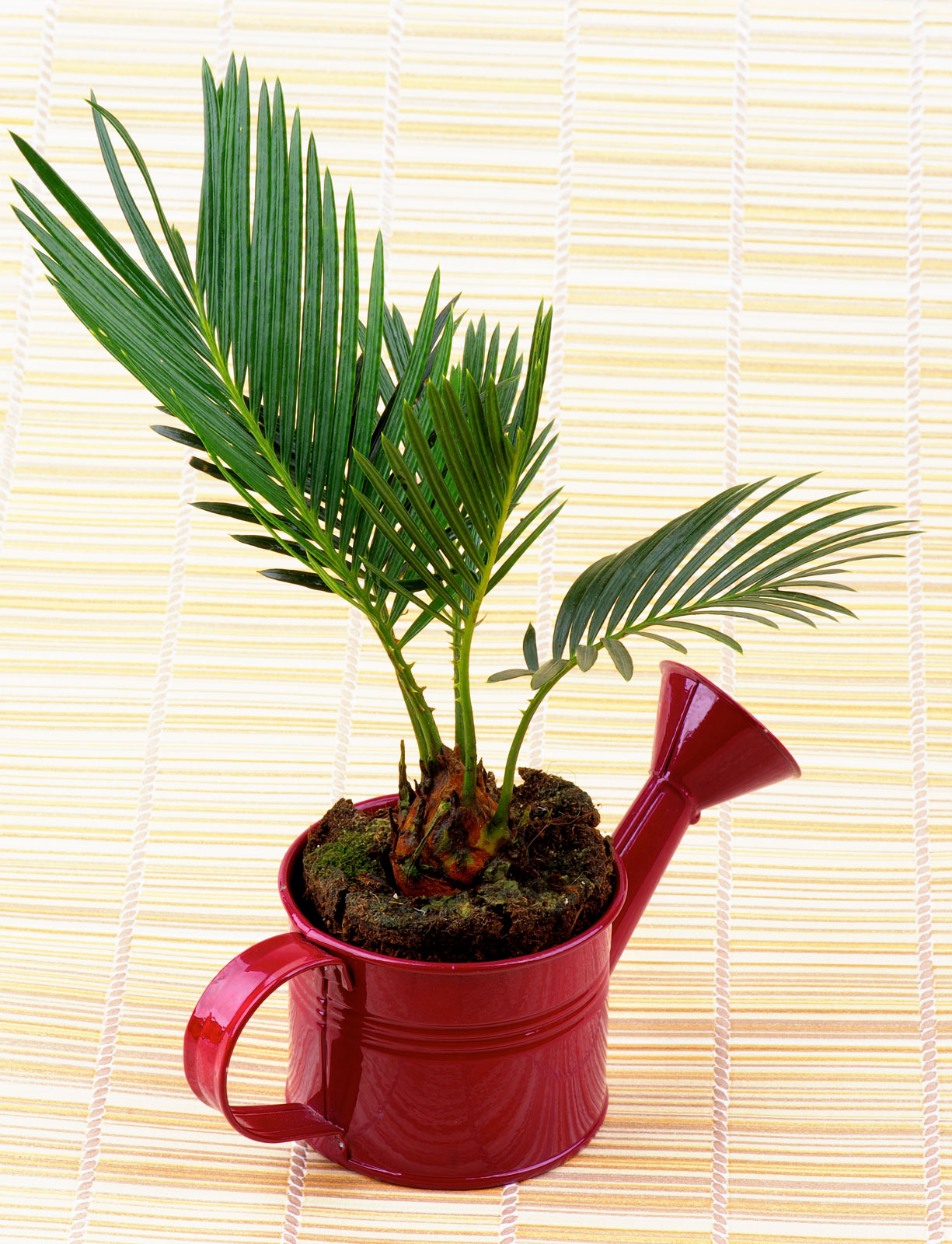 Areca Palm plant to enlighten your house design - Beautiful Homes