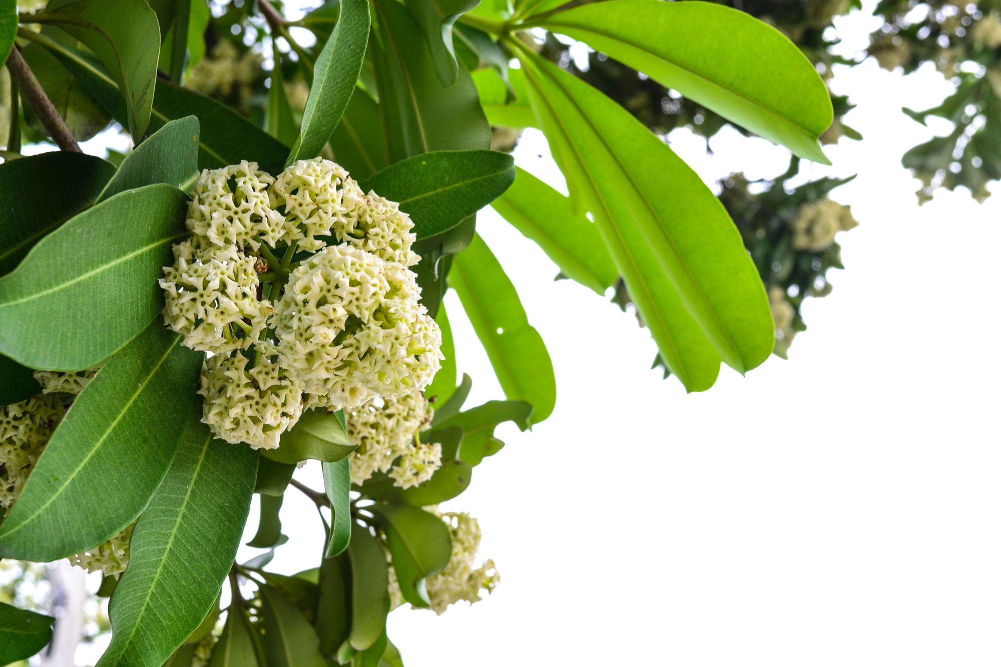 Alstonia Scholaris plant to enlighten your house design - Beautiful Homes