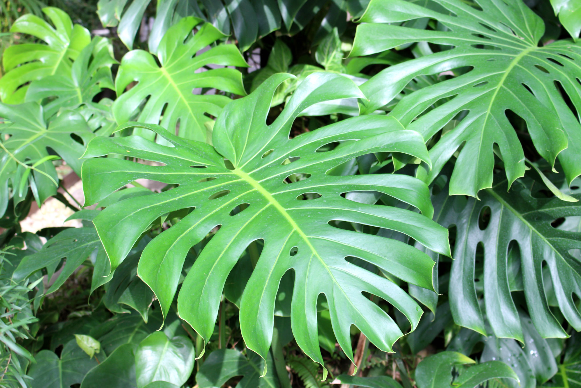Philadendron plant to enlighten your house design - Beautiful Homes