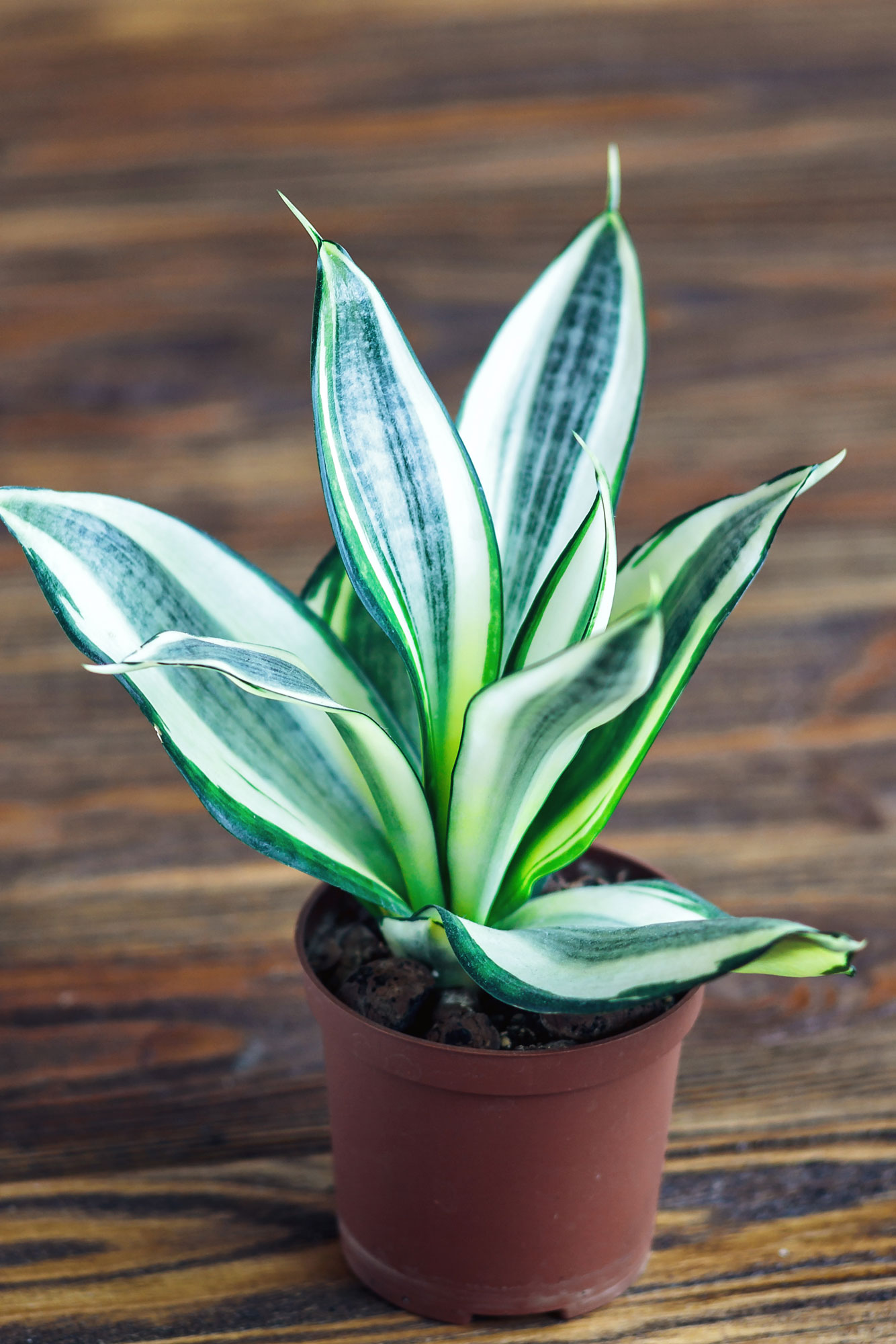Sanseveria plant to enlighten your house design - Beautiful Homes