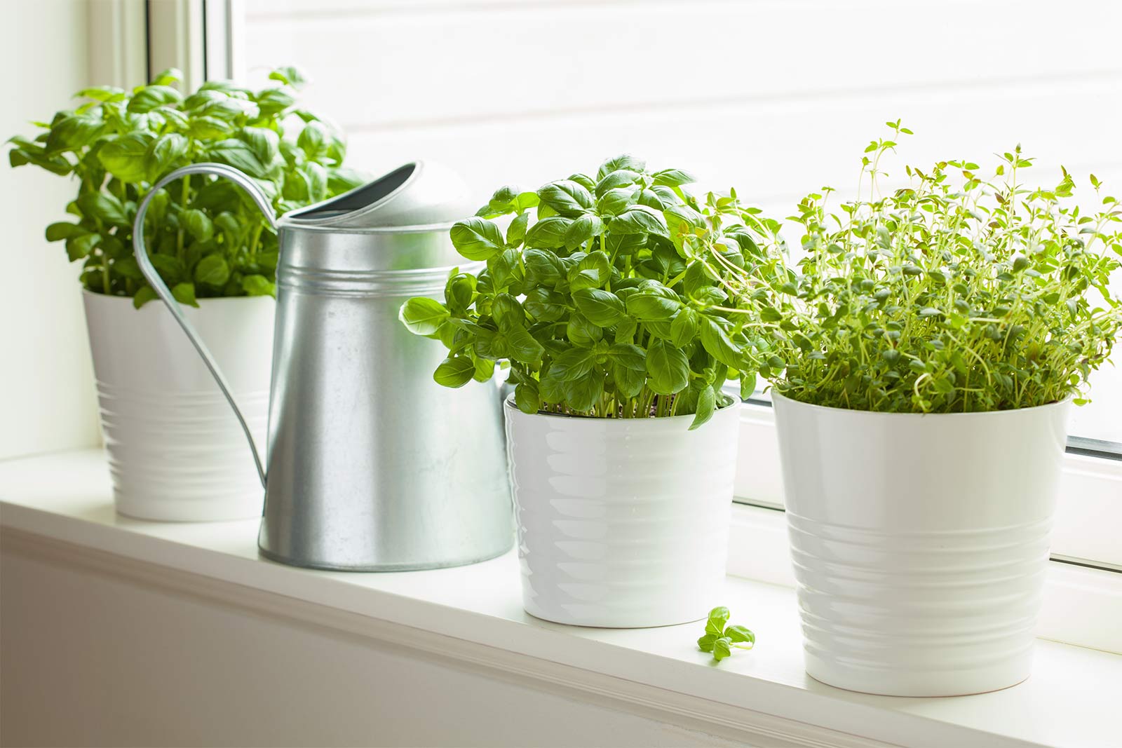 Get space ideas for plants that have access to full sunlight - Beautiful Homes