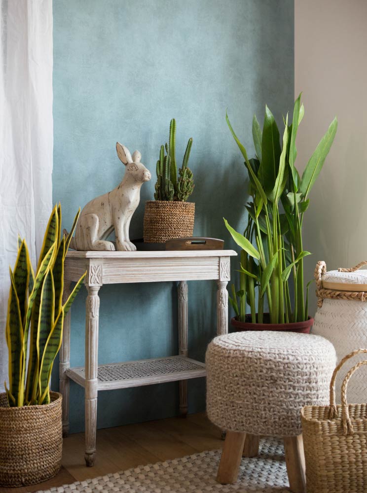 House plants to add some greenery for home décor trends in 2022 - Beautiful Homes