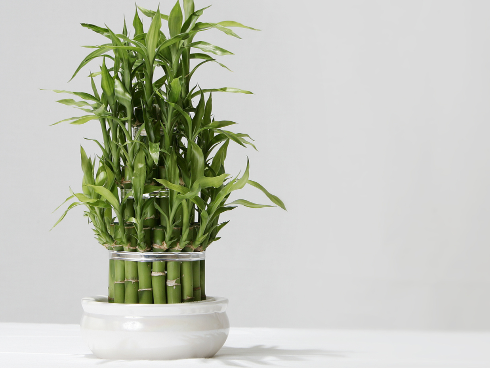 Feng Shui Bamboo for home decor - Beautiful Homes
