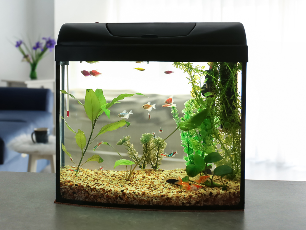 Feng Shui Fish Aquarium for home decor - Beautiful Homes