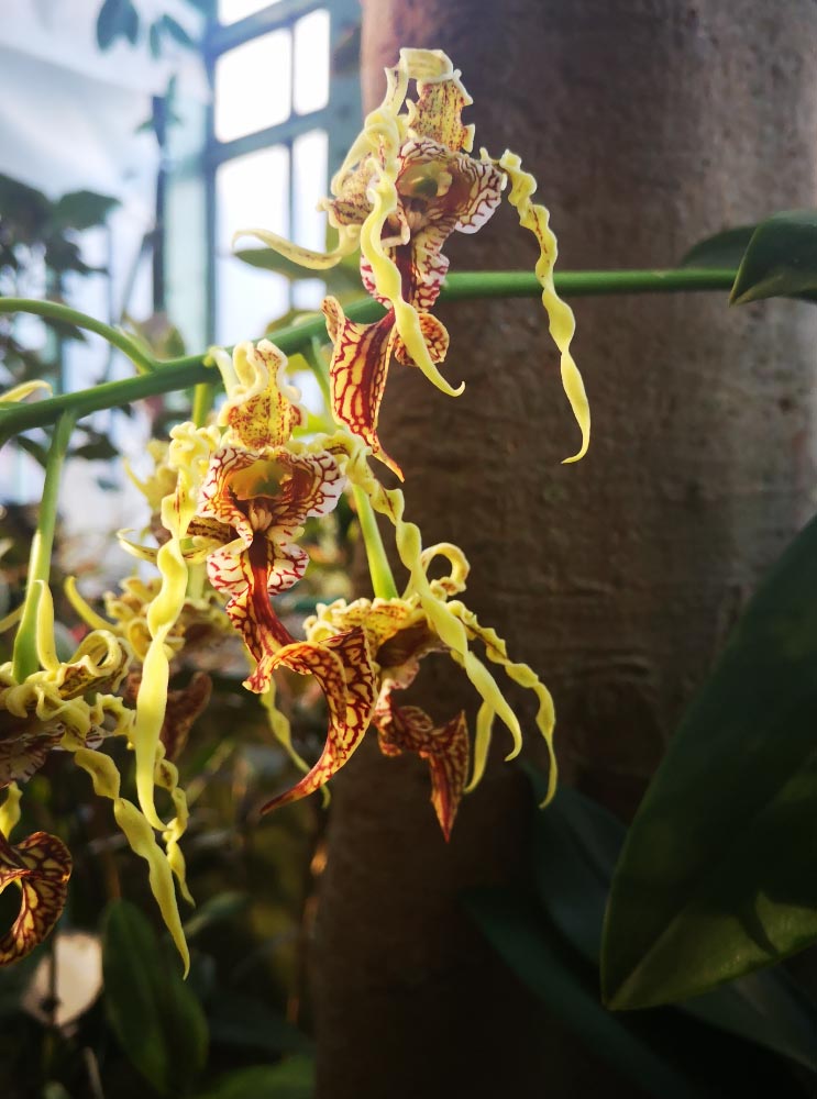 Brassia Tree