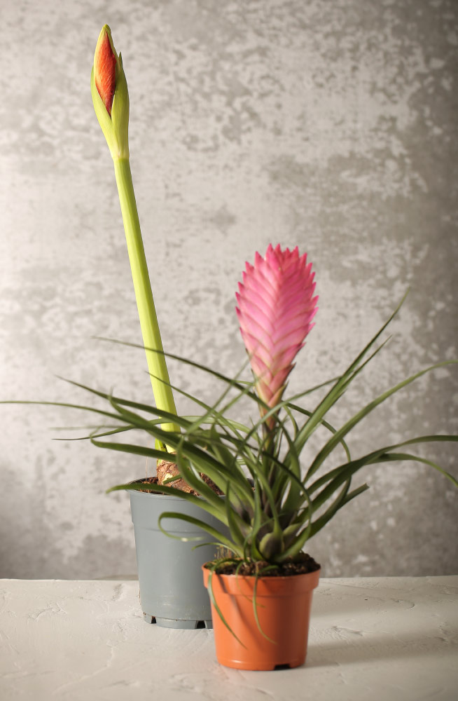 Bromeliad