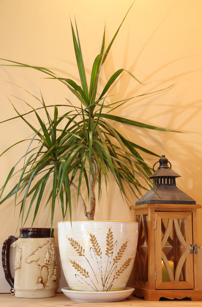 Dracaena