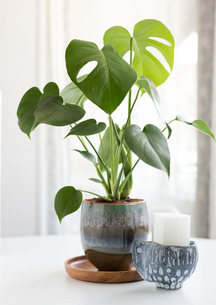 Monstera