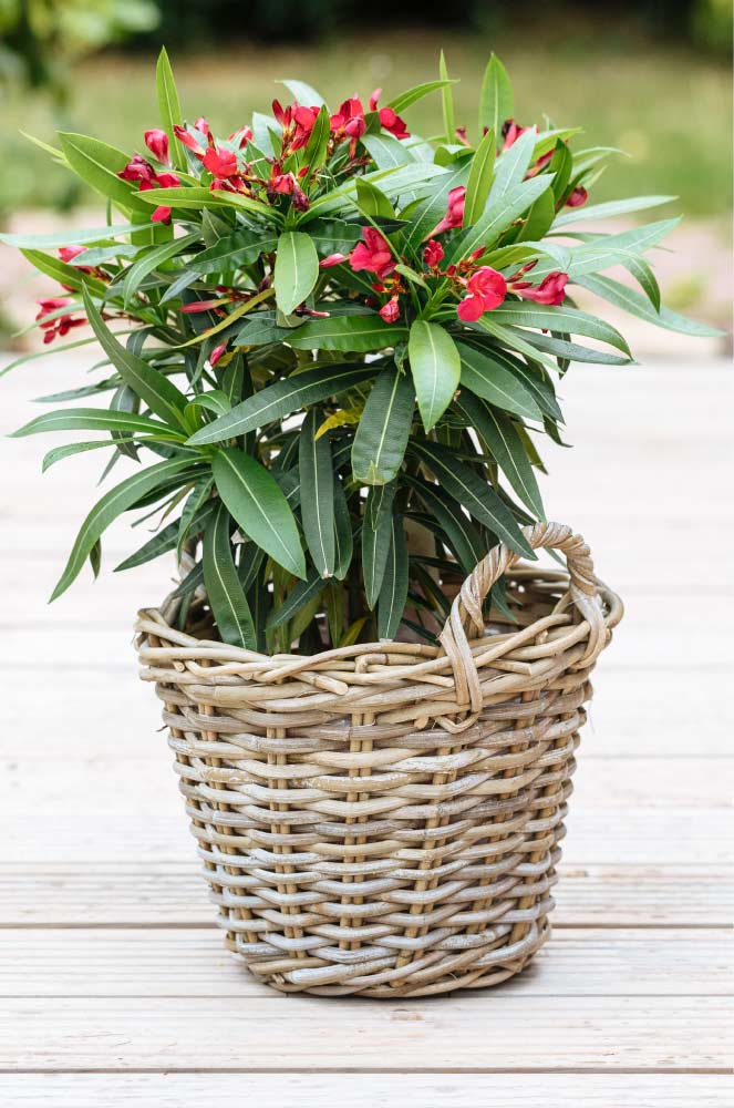 Oleander