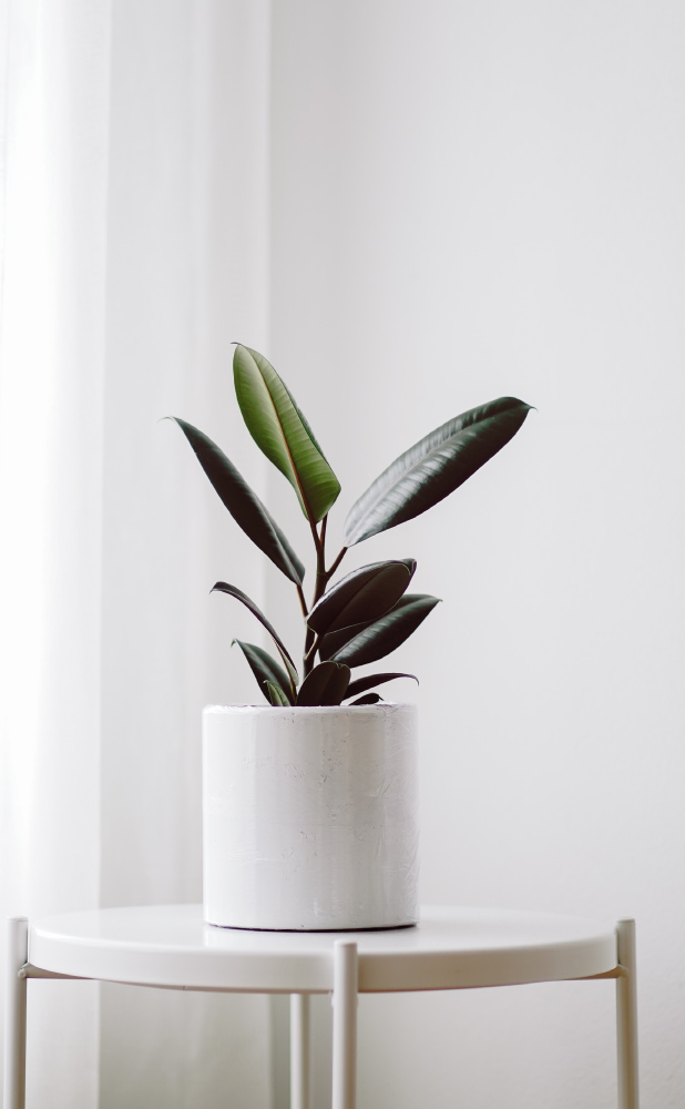 Rubber Plant