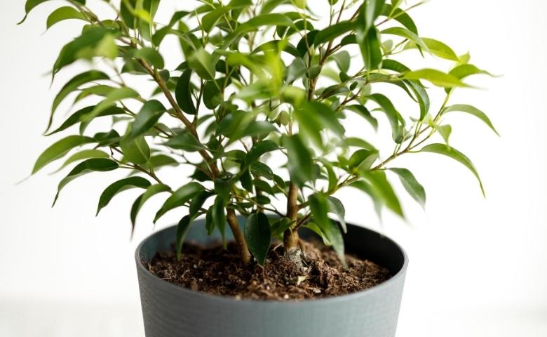 Weeping fig for your bedroom indoor plant - Beautiful Homes